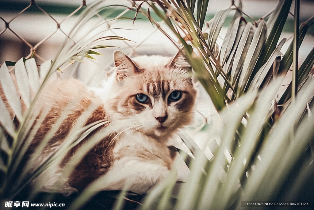 猫