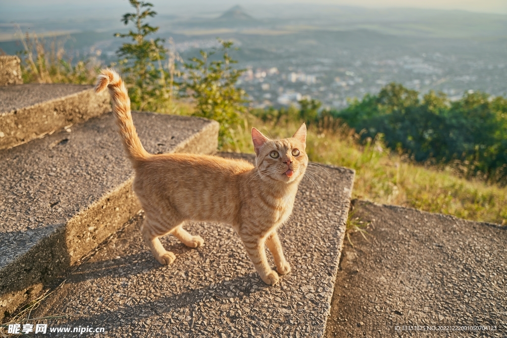 猫