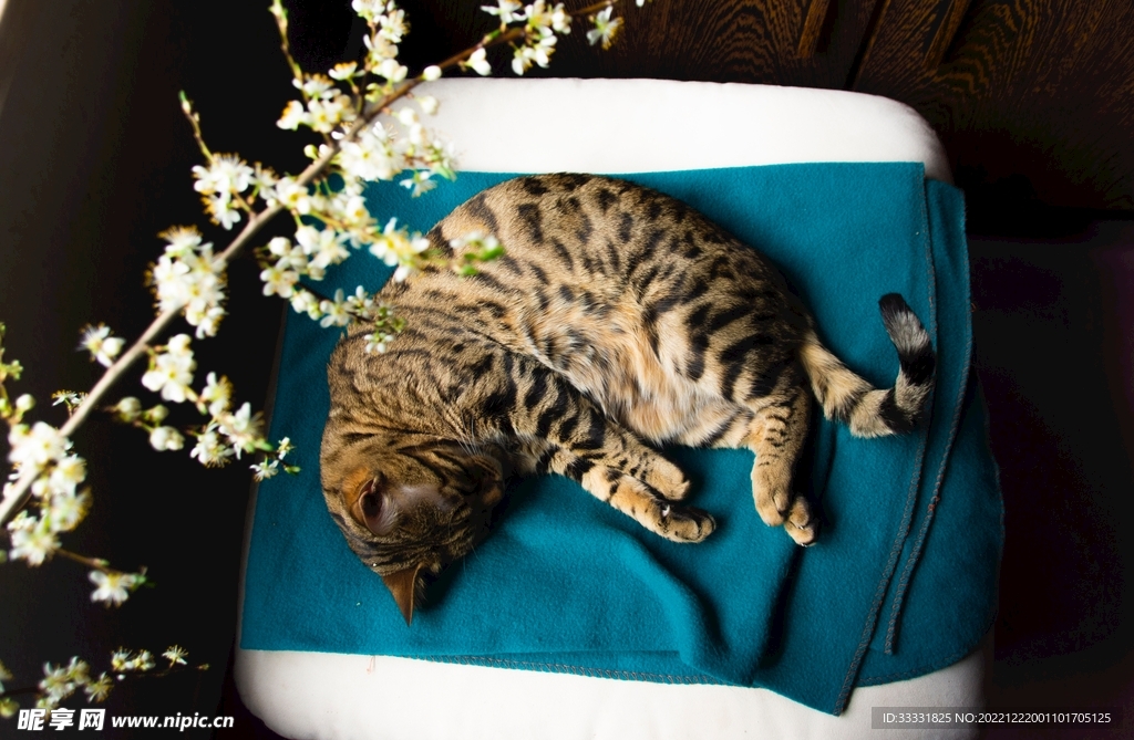 猫