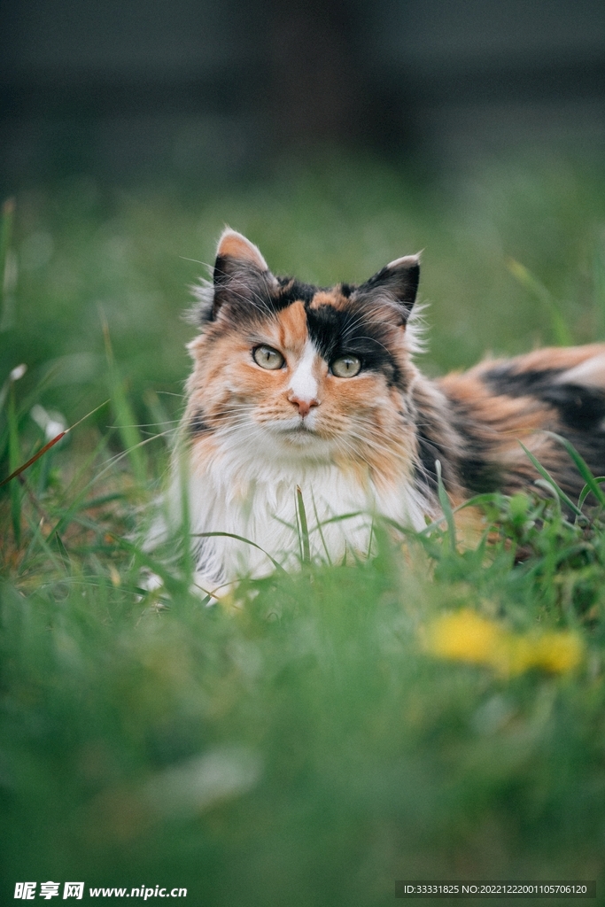 猫