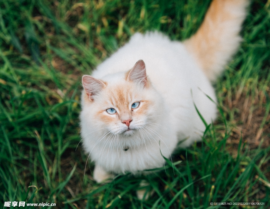 猫