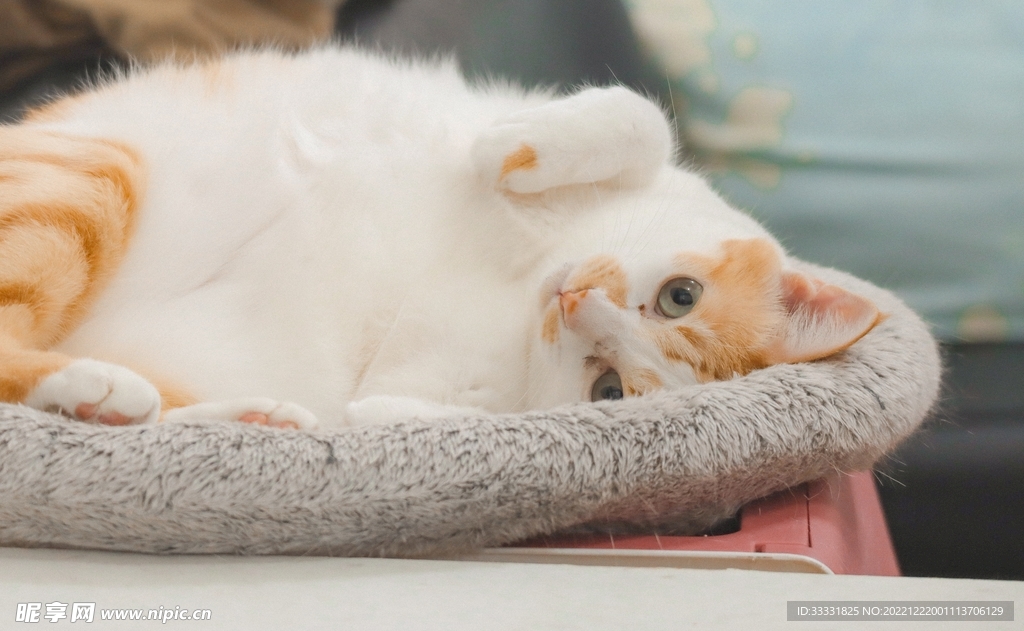 猫