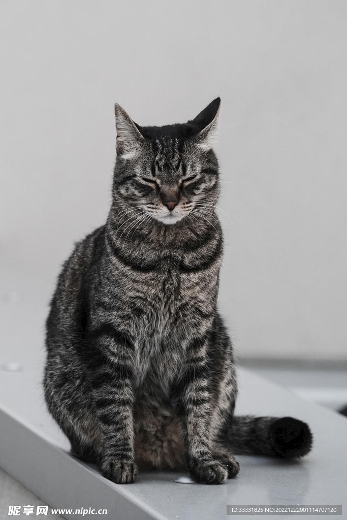 猫
