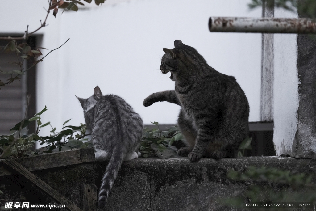 猫