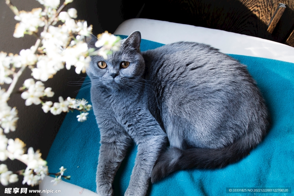 猫