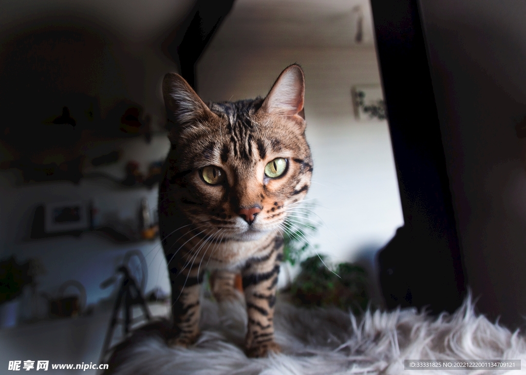 猫