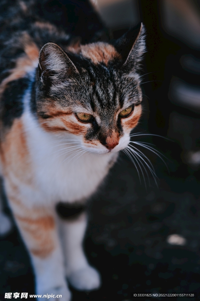 猫
