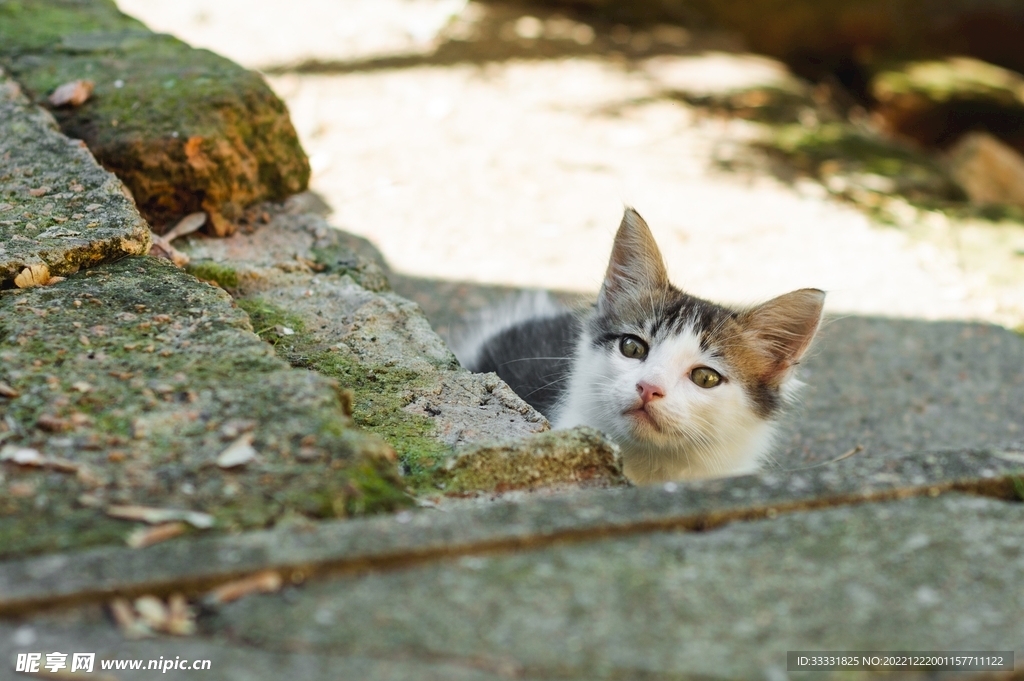 猫