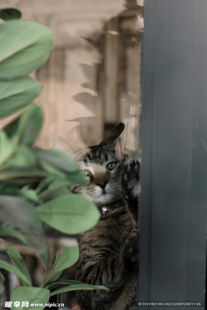 猫