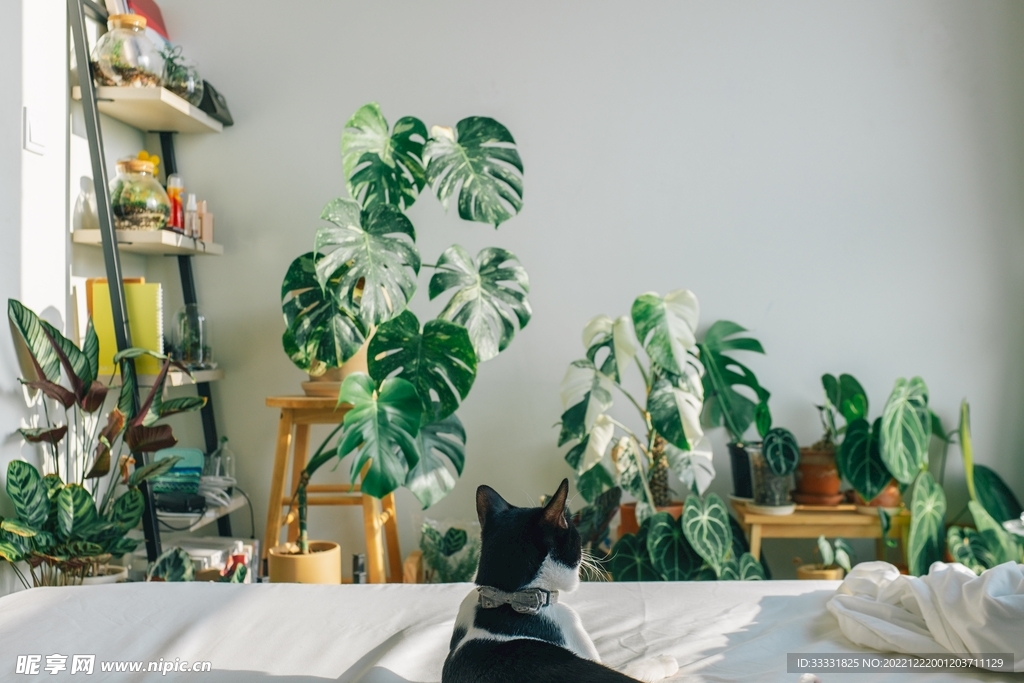 猫