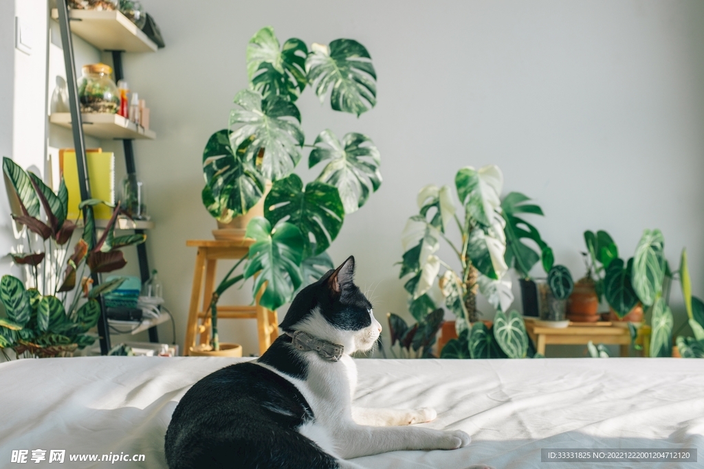 猫