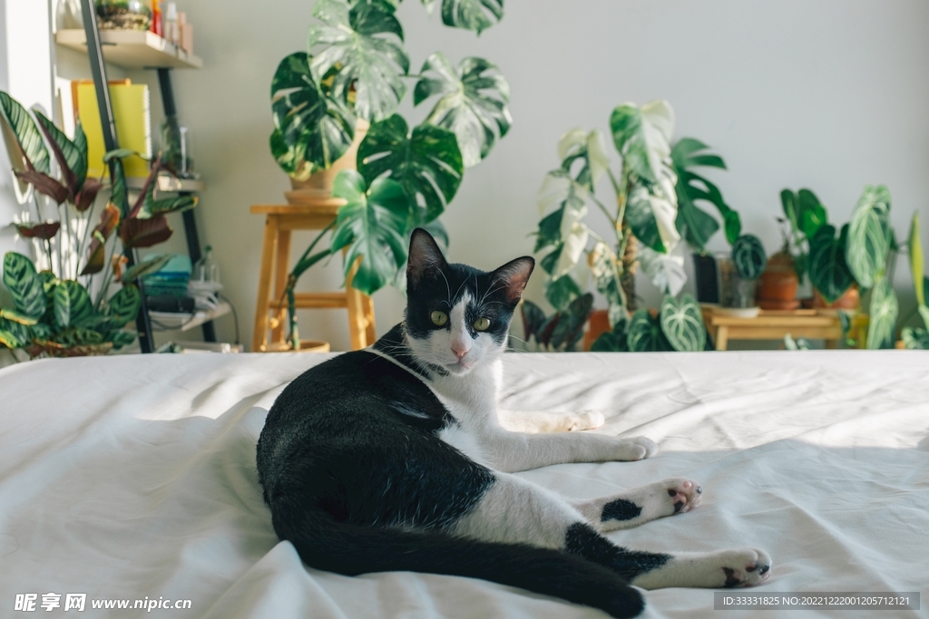 猫
