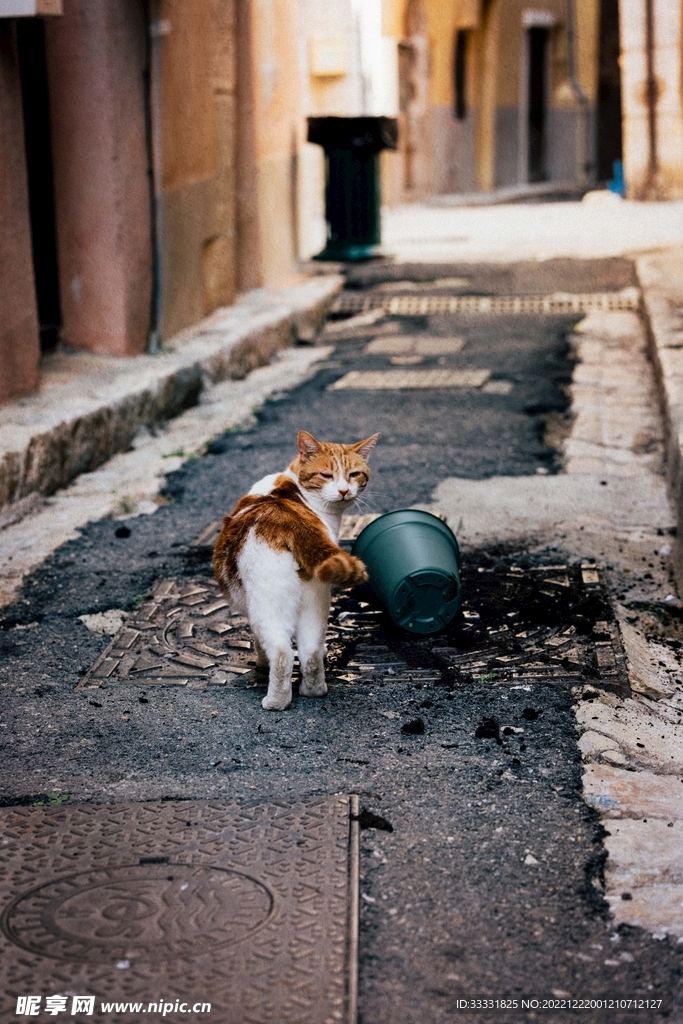 猫