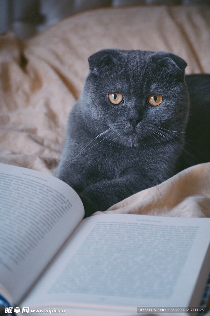 猫