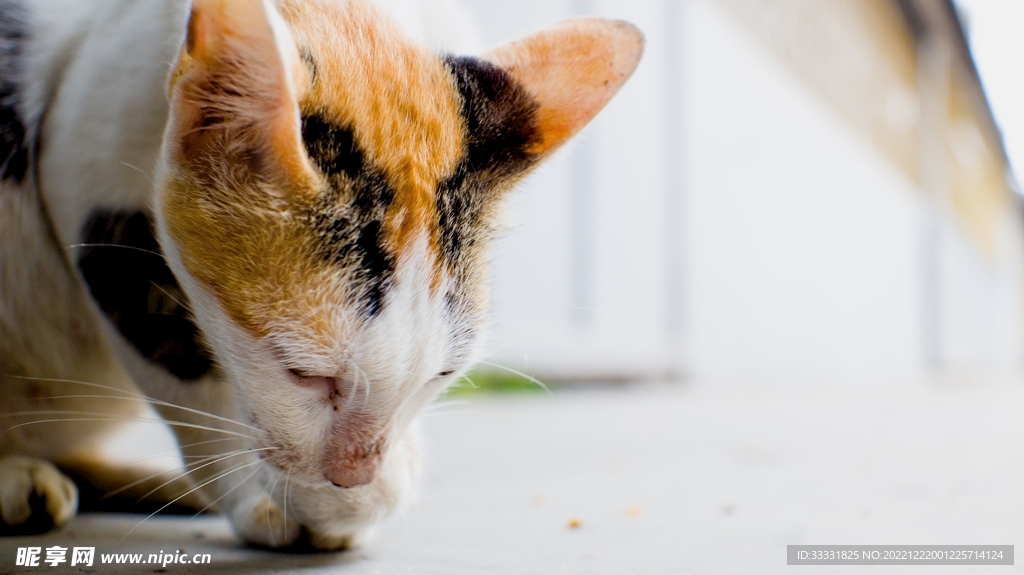 猫