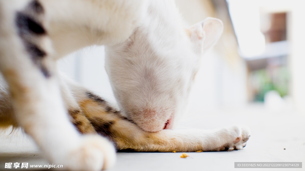 猫