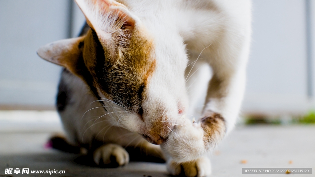 猫