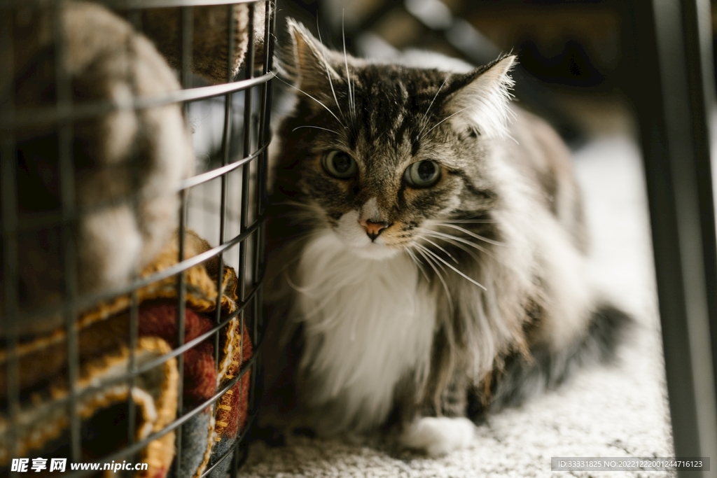 猫