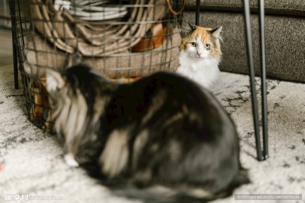 猫