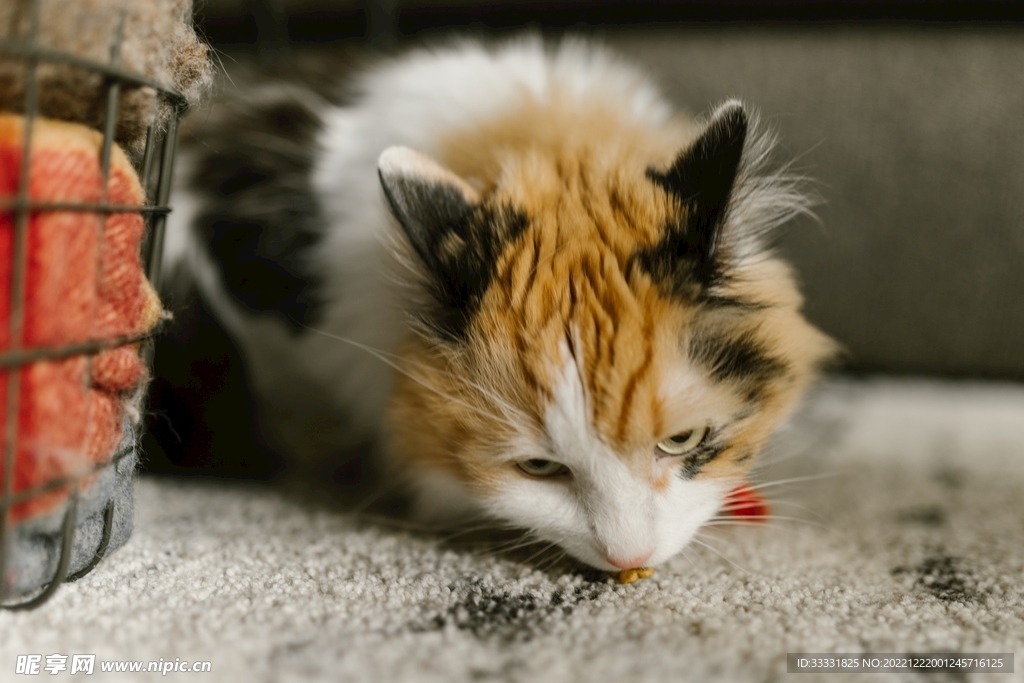猫