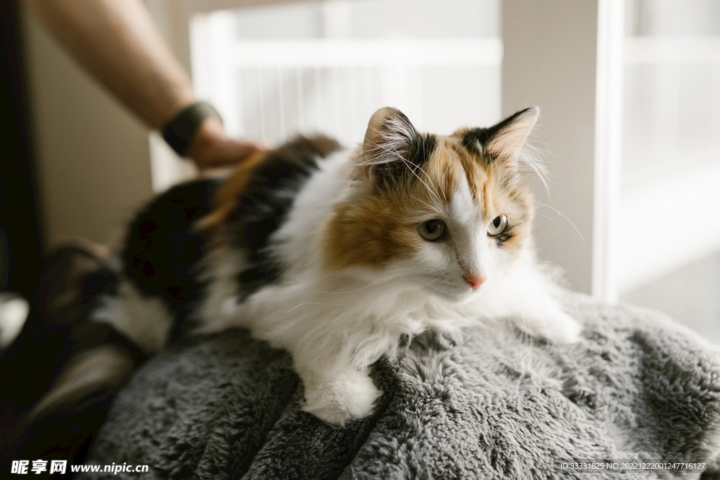 猫