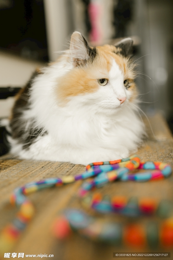 猫
