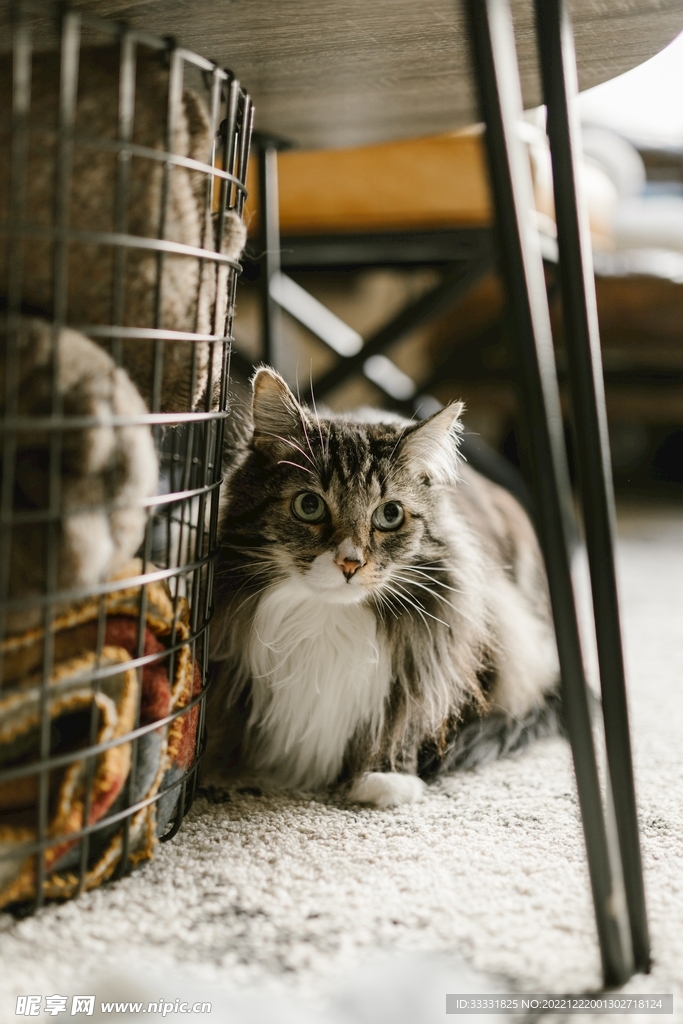 猫