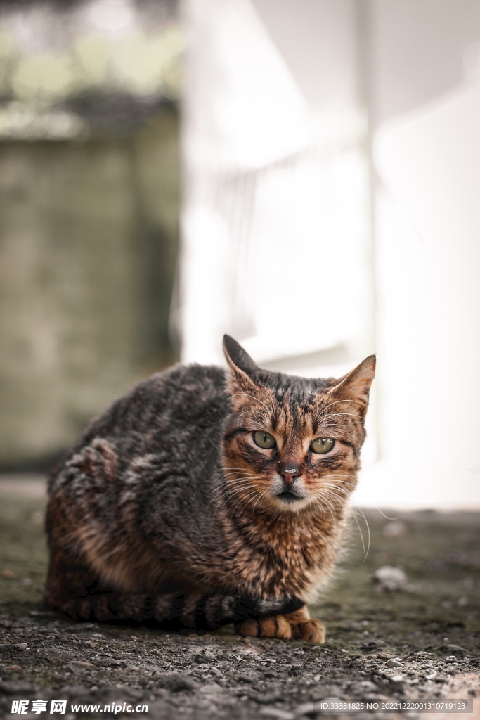 猫