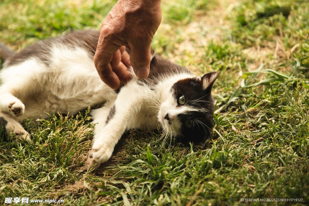 猫