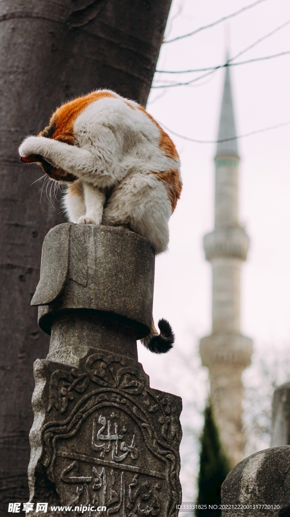 猫