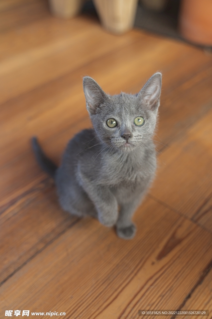 猫