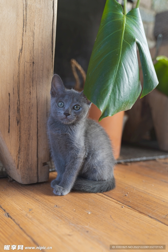 猫