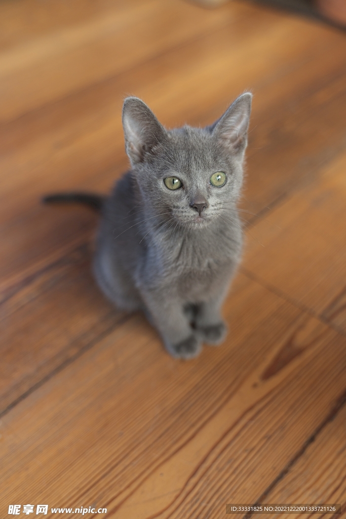 猫