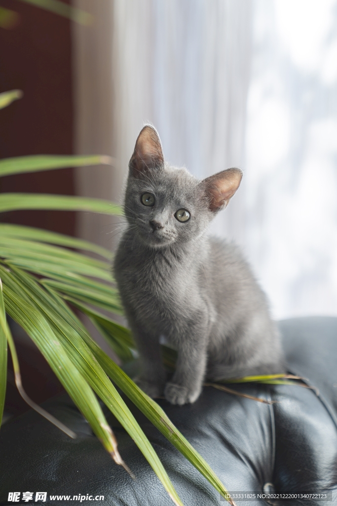 猫