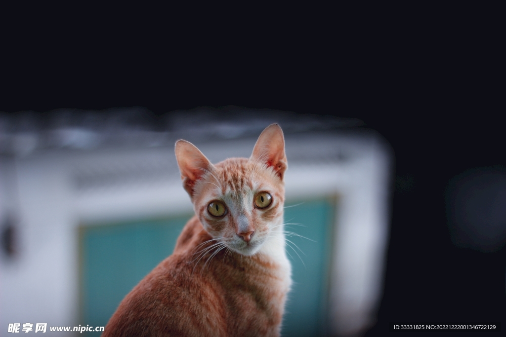 猫