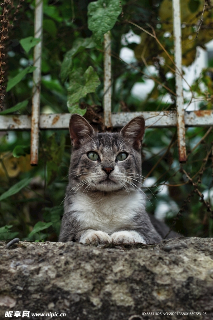 猫