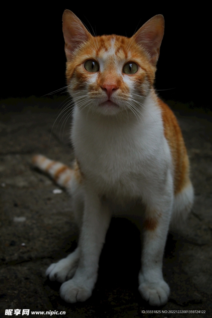 猫