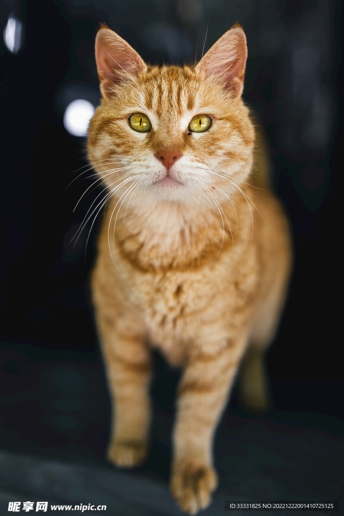 猫