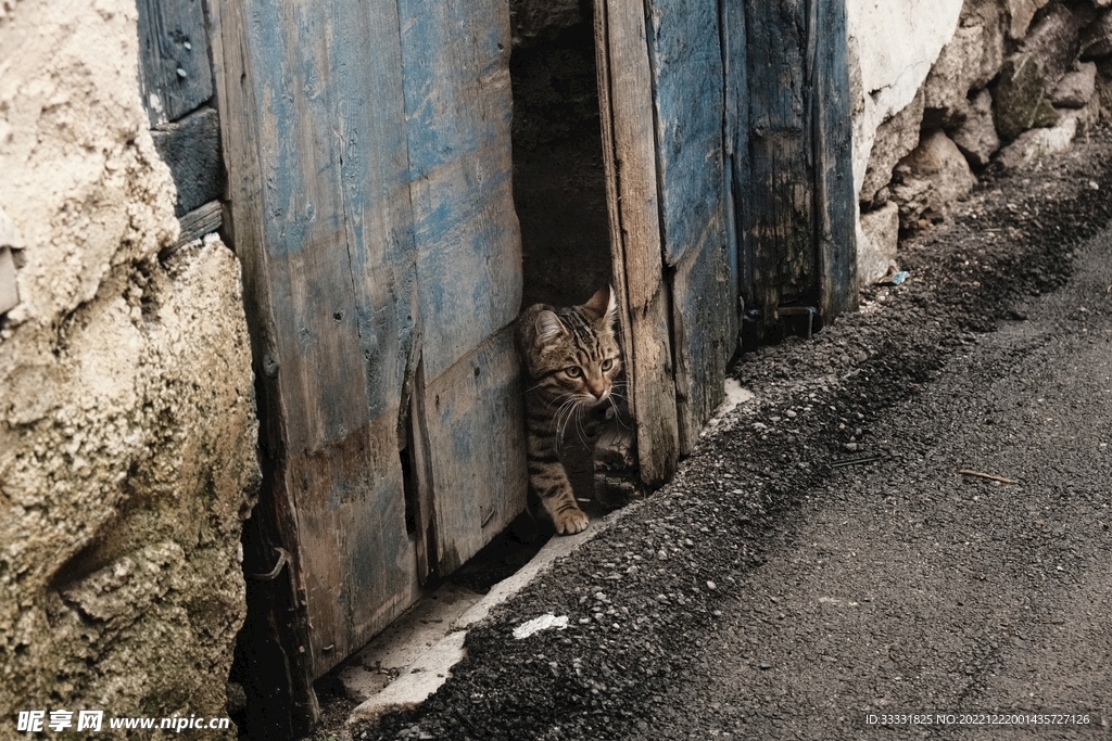 猫