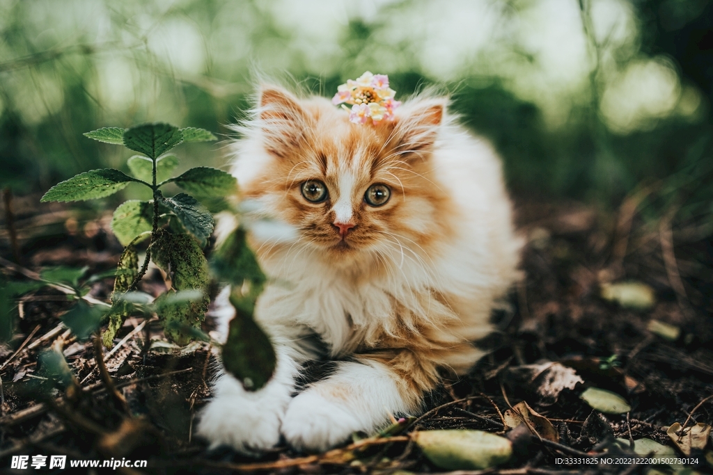 猫