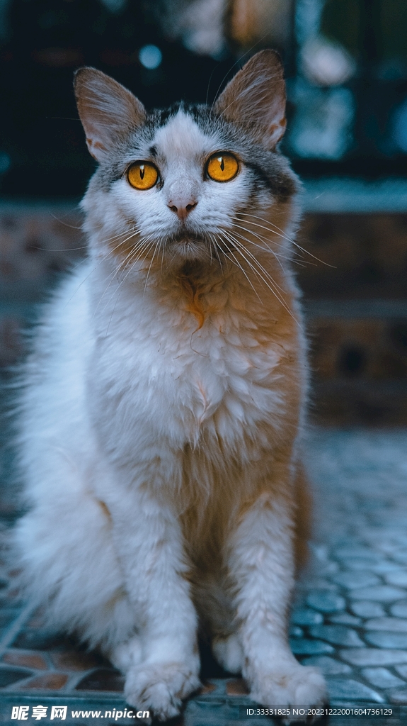 猫