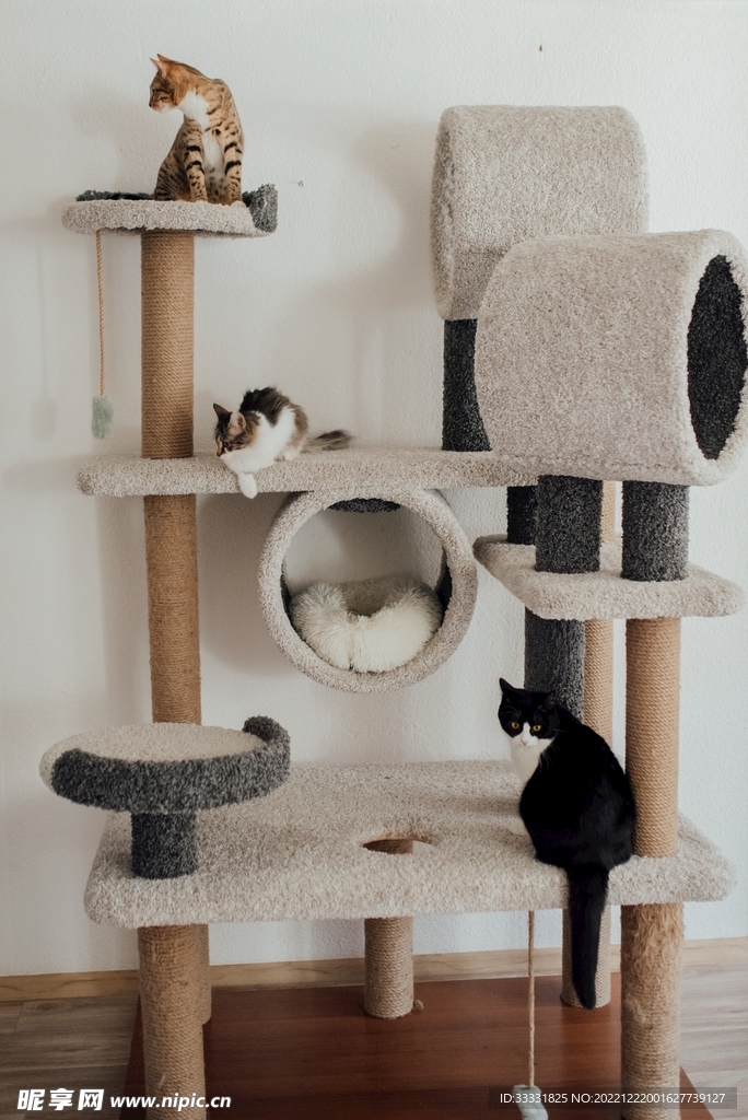 猫