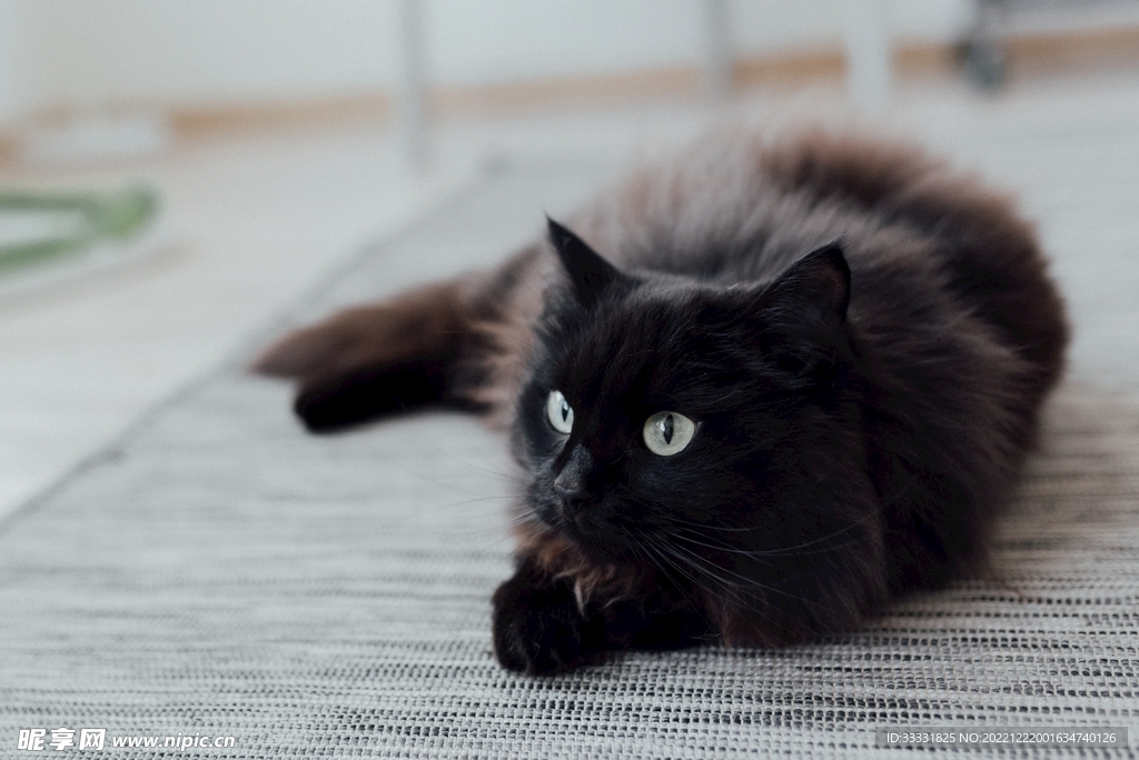 猫