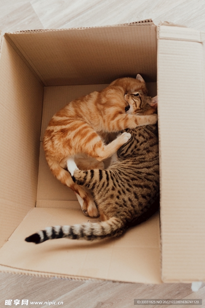 猫