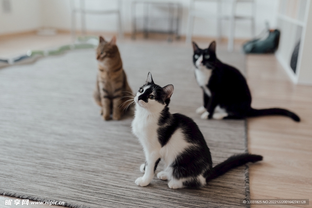 猫