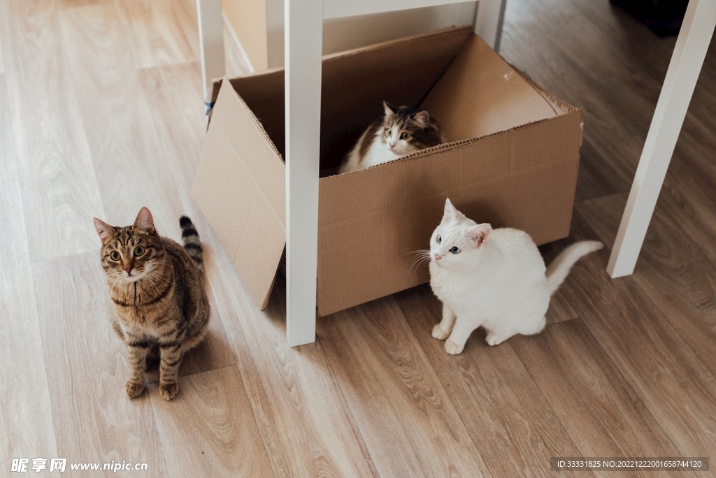 猫