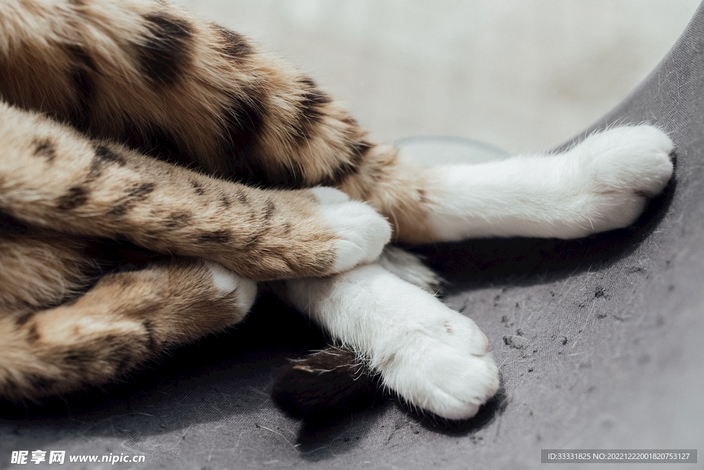 猫