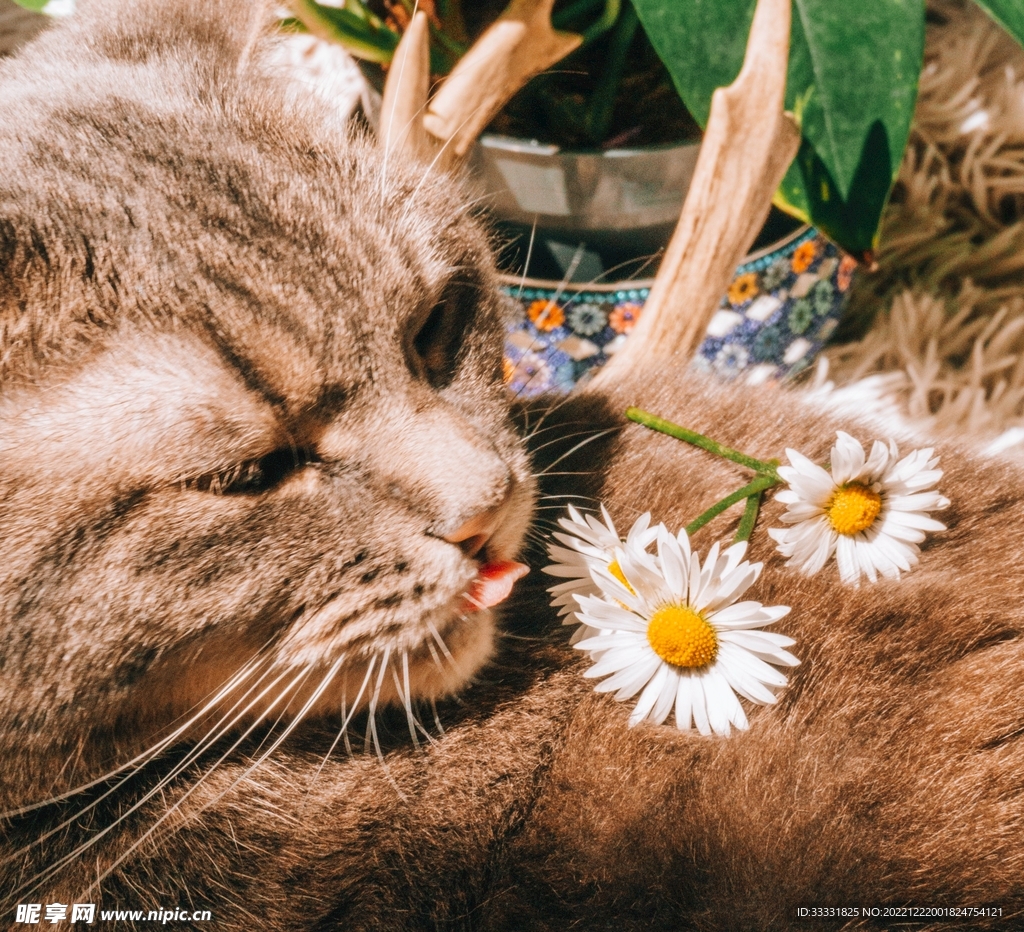 猫
