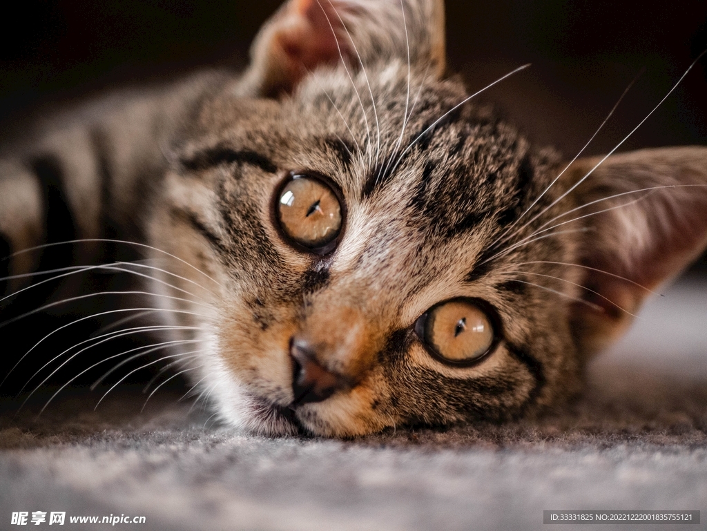 猫