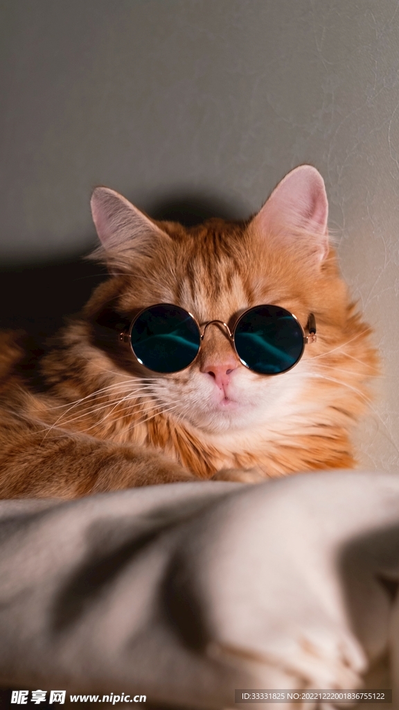 猫